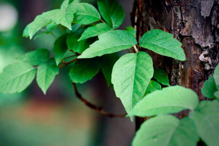 Be Careful of Poison Ivy, Poison Oak and Poison Sumac! Image